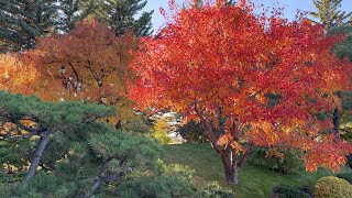 Colourful Fall Leaves - Nikki Yuko Japanese