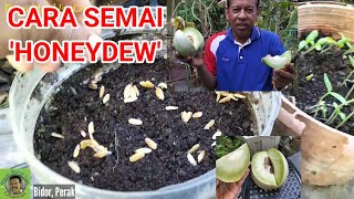 CARA MENYEMAI BIJI 'HONEYDEW' @ MELON