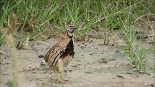 rain quail