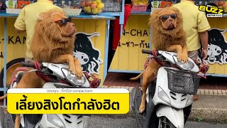 สิงโตนั่งรถเปิดประทุนในที่สาธารณะ  ใช่ตัวนี้มั้ย? l Socialbuzz