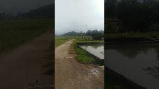 #Jln.Dari Kp.Panoongan Tembusan||ke Pasir Kandang||Cantrawayan||Rawa kalong #Shorts