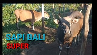 Sapi diikat sama tali