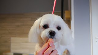 Easy Maltese Head Grooming