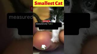 Did You Know That... Smallest Cat #shorts