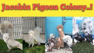 Jacobin Pigeons Breeding Setup|| #foryou #viral #foryouvideo #viralvideo #trending #pigeon #birds