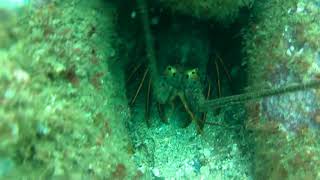 9-29-18 South Coast Divers at Heisler Park 1