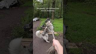 Помощница ❤️ а вы тоже можете помочь лайком и подпиской🥰 #СобачкаЛея #husky #workout