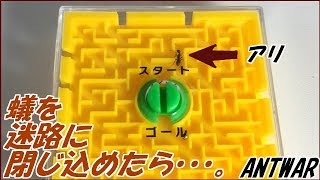 蟻戦争Ⅲ＃60 蟻を「迷路」に閉じ込めたら・・・、脱出できる？編～Put an ant into a maze.～