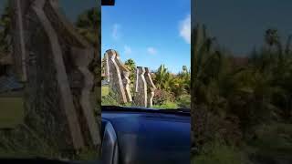 Recorriendo Isla de Pascua