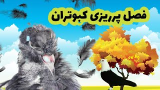 فصل پرریزی کبوتر/تولک رفتن کبوتر