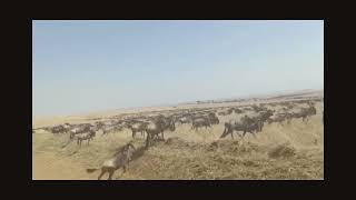 maasai Mara migration @virginexplorers8373