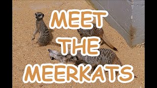 D27457vid.  Meet the Meerkats.