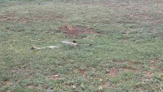 Black tailed Prairie Dogs at Caprock Canyon State Park