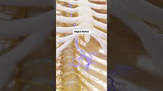 Sağlıklı Beden İçin VAGUS SİNİRİ ! Detaylar açıklamada #boyun #vagusnerve