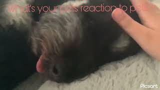 Whats your pet’s reaction to pets?