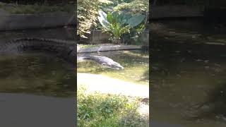 crocodile buaya raksasa yang jinak