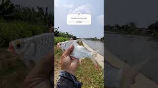 ikan tawes unik.  #mancingtawes #mancingmania #mancingtawesdisungai #mancing #fishing