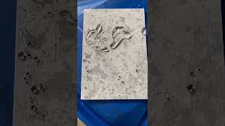 Waterproof Effect Test of Water Repellent on Artificial Human Fossil