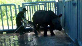 Sumatran Rhinos Indonesia Way Kambas