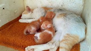 Sleeping well with mom after milk so lovely newborn baby kittens