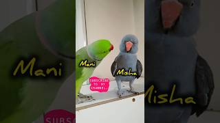 Cute Parrot 🦜 💚#shorts #birds #tiktok #shortvideo