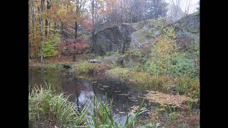 Pond Time Lapse 5 Leaves In The Rain