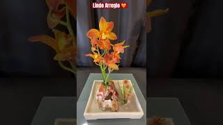 ✅Bella Orquídea de Exposición 🤩#shorts#orchid#beautiful #flowers#spring#showcase #viralvideo