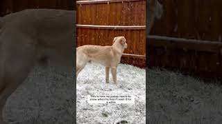 Why Is This Golden Retriever So Shocked?