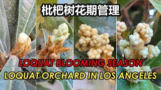 Does Your Loquat Tree Begin to Flower in October?| Loquat Blooming Season | Loquat Tree Care (枇杷树花季)