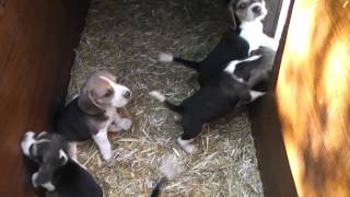 Comtesse du Col du PORTEL & Ulysse des Trois Barreaux de la Luzabert = 7 chiots Beagles LOF 5M 2F