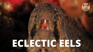 Eclectic Eels (Diving with Moray Eels in Sodwana Bay)