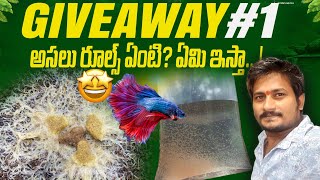 🎁Special Giveaway Aquarium Fishes | Poor Fish Lovers