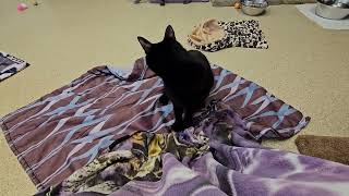 Shelter Cat October Selflessly Shoves Child Away From Attacking Blanket Monster! [REAL[