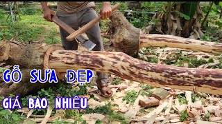 Cây Sưa Lõi To Đẹp Giá Trị Bao Nhiêu - Những Lô Gỗ Sưa Đấu Giá Hàng 100 Tỉ Ở Đâu