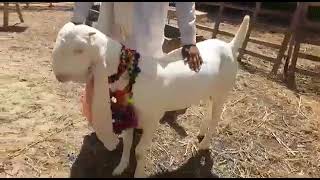 mangal khan Bugti ka interview king 👑 of gulabi goat