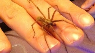 Handling Giant House Spider - Invading UK Homes! (Britains Wildest Weather 2015)