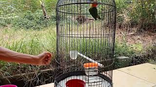 Memberi makan Burung Love Bird kesayangan - Si Gemoy