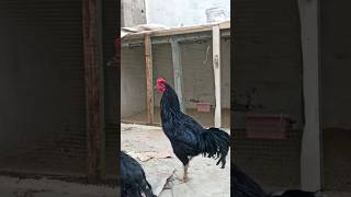 chicken Farming At home #poultry #chicken #shorts #youtubeshorts #viral #ideas #home