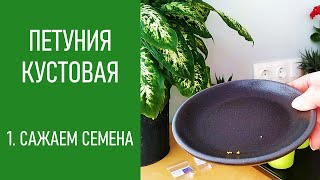 ПЕТУНИЯ - ЛЕГКО! Сажаем семена кустовой петунии