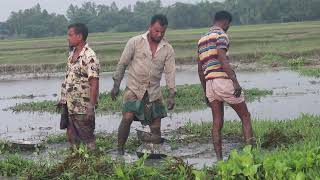 Beautiful Village Fishing -Traditional Catching Fish in The River