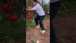 anar 🫐 fruit #farming #fruitfarming #youtubeshorts #fruits 🍒