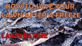 How To Help Your LAWN Recover From FREEZE and FROST Damage