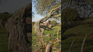 I think he's trying to hide from me - Cute Donkey in the New Forest