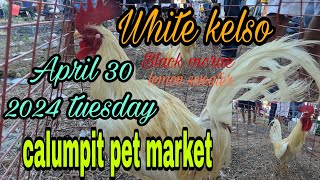 White kelso,black macrae,lemon sweater April 30 2024 tuesday calumpit pet market