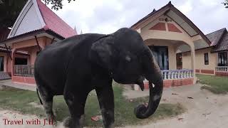 What a Fantastic Opportunity to Take a Young Elephant to the Sea! Kai Bae Beach, Ko Chang, Thailand.