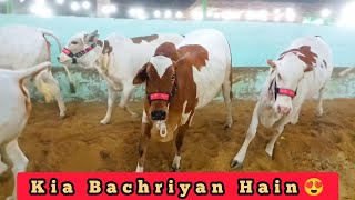 Khubsurat Gulabi Bachriyon Ki Full Collection Video - Biggest Bulls in Pakistan