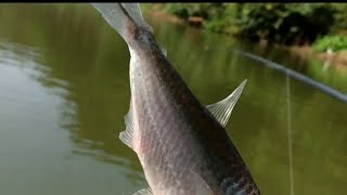 PESCARIA DE PIAU NO RIO POTY! pesca na ceva infalível