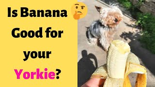 Can Yorkies Eat Bananas? Is Banana Good for your Yorkie?