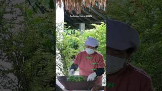 Hand Roasting Tea • Araksa Tea Garden - Asian Oasis