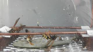 Wasps 13 -- 5600 Volts DC.